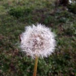 Yetkin