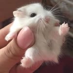 Kardelen