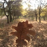 Büşra
