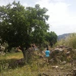 Halil