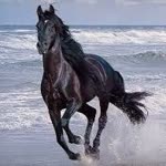 Soner