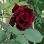 Songul
