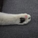Kübra