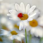 Dilek