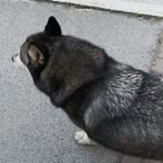 Birisi