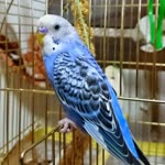 Bedri