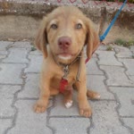 Emre