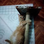 Zeynep