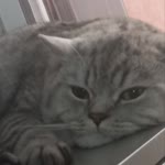 Refik
