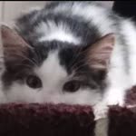 Zeyneb