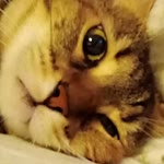 Özlem