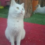 Pınar