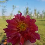 Ayşe