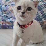 Özlem