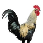 Şeref