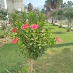 Gülüzar