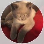 Onur