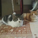 Ferhat