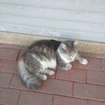 Veysel