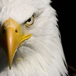 Tolga