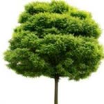 Erdal