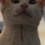 Sinüs