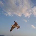 Taşkın