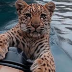 Ali