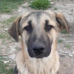 Tozi