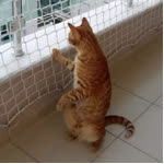 Betül