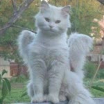 Şevval