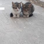 Elif