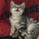 Özlem