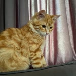 Özlem
