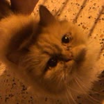 Merve