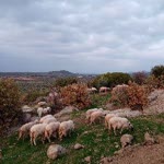 Kadir