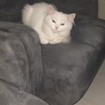 Alya