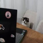 Kübra