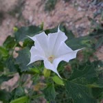 Yavuz