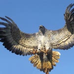 Doğan