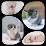 Hatice