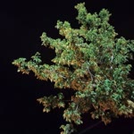 Ebru