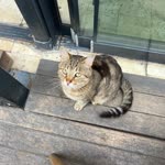 Pelinsu