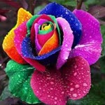 Rabia