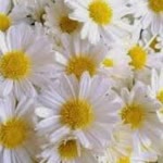 Filiz