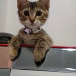 Merve