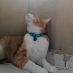 Murat