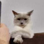 Hamide