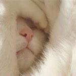 Giz