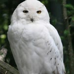 Haktan
